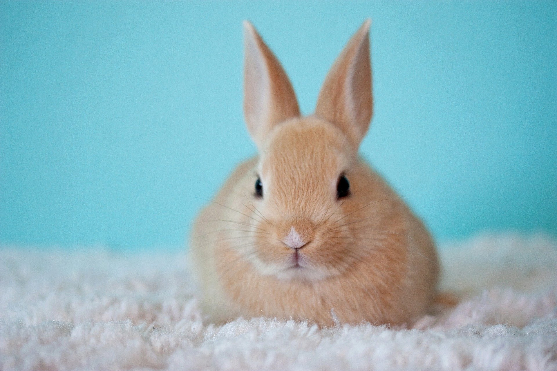 A photo of a rabbit.