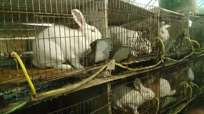 Rabbits in filthy wire cages