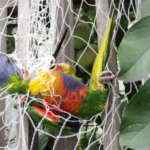 Rainbow lorikeet in netting.