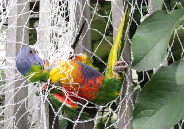 Rainbow lorikeet in netting.
