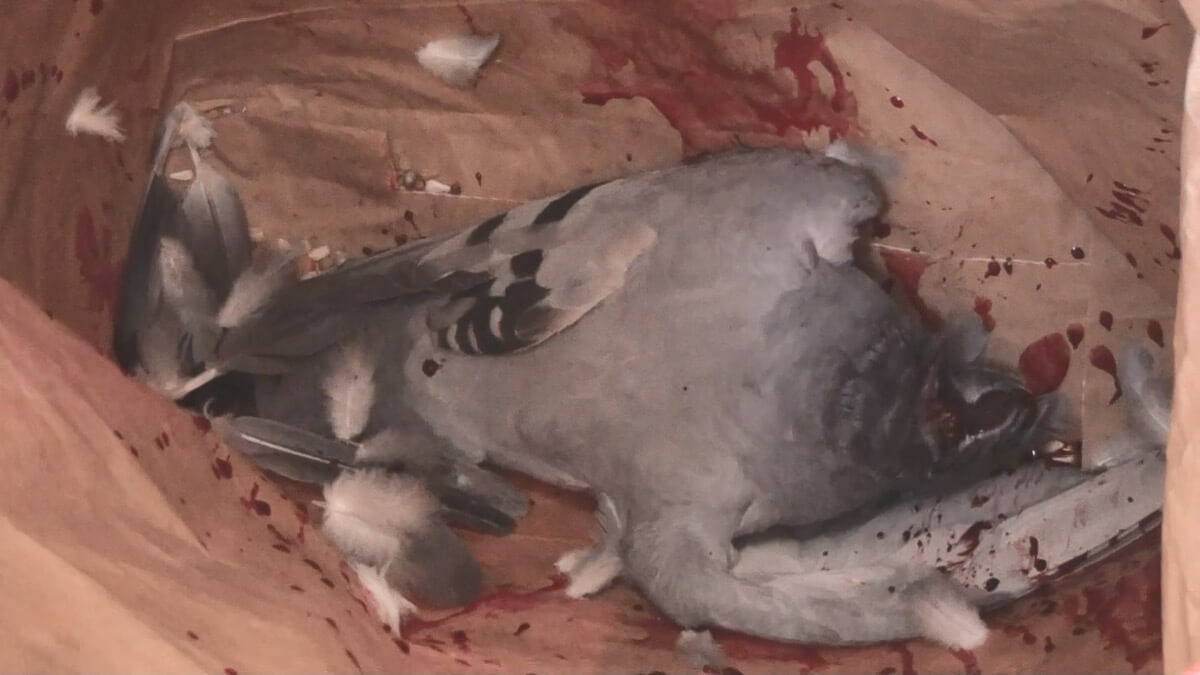 A Ramsgate bird after culling.