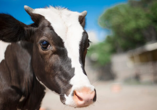 Ramya the Cow - Animal Rahat Rescue