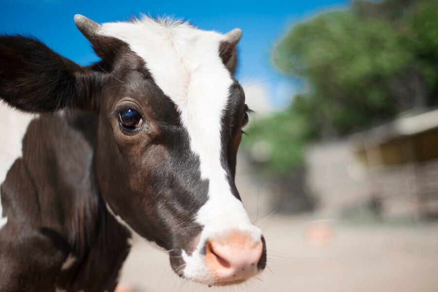 PETA Asks Children’s Author for ‘Honest’ Addition to Farm Book Collection