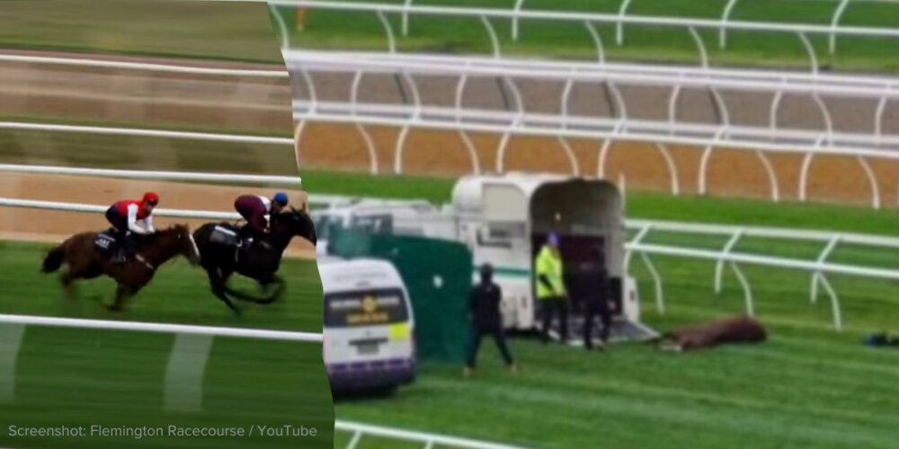 Horses Injured for Melbourne Cup Carnival News PETA Australia