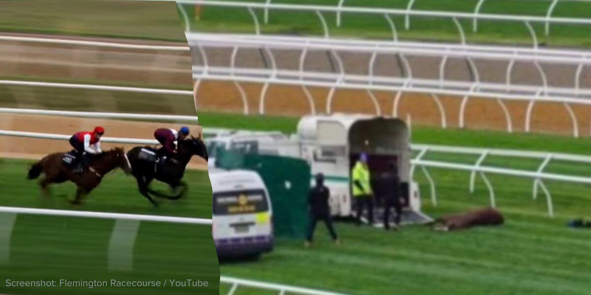 Rejuvenated was killed by humans after falling on the track at Flemington on the eve of the Melbourne Cup Carnival