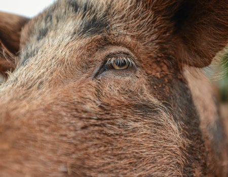 A rescued pig at Edgar's Mission Sanctuary for farmed animals