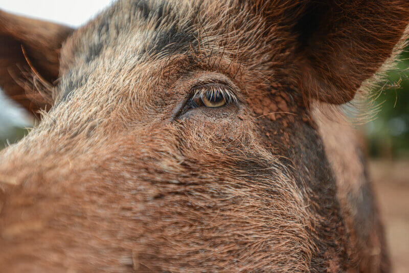 A rescued pig at Edgar's Mission Sanctuary for farmed animals