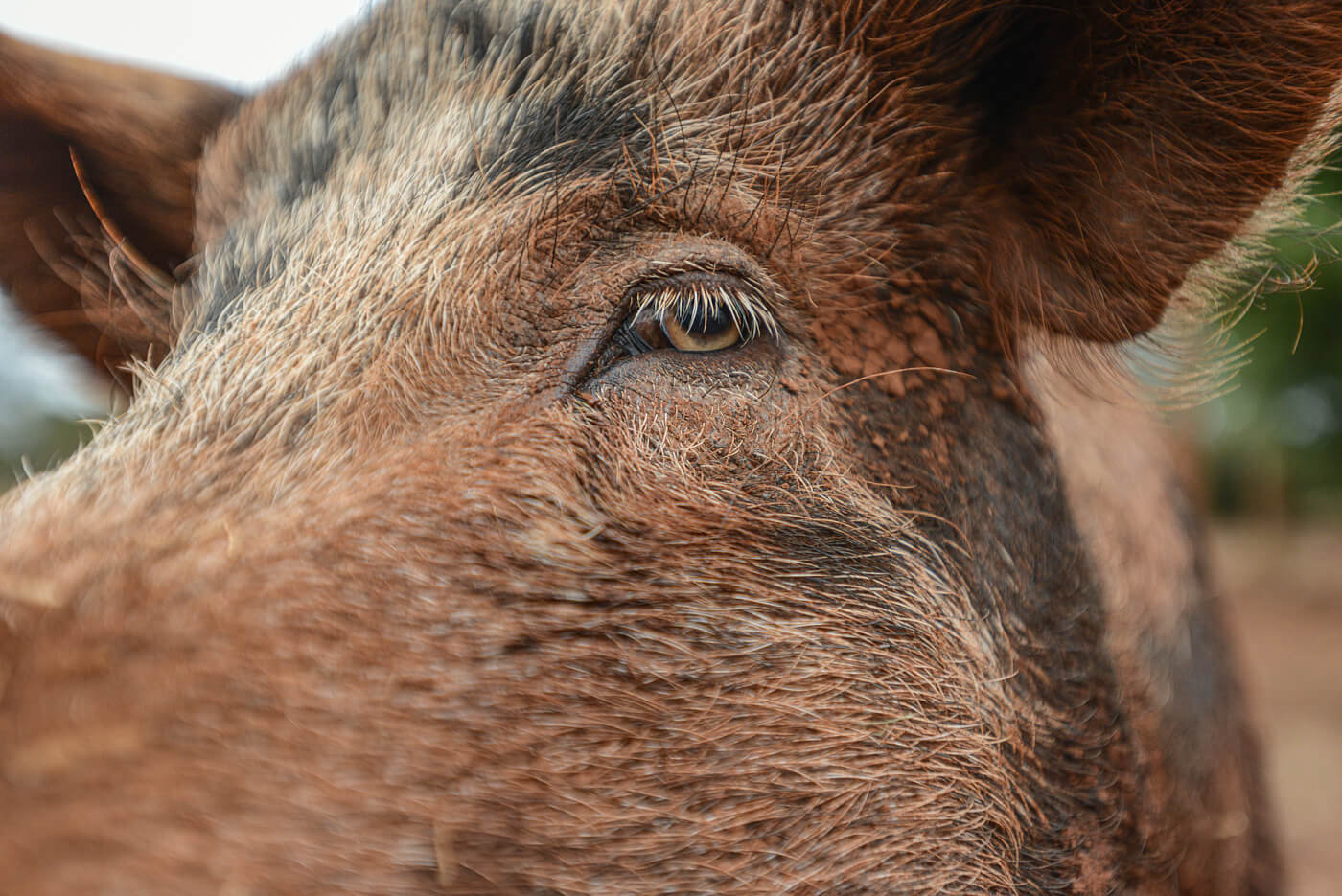 They Deserve Better: Speak Up for Pigs in Victoria