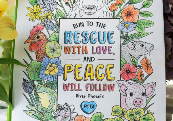 Get Creative With These Beautiful Animal Rights Colouring Pages