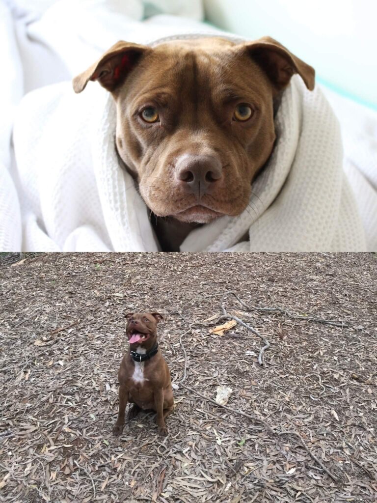 Rossi adopted dog