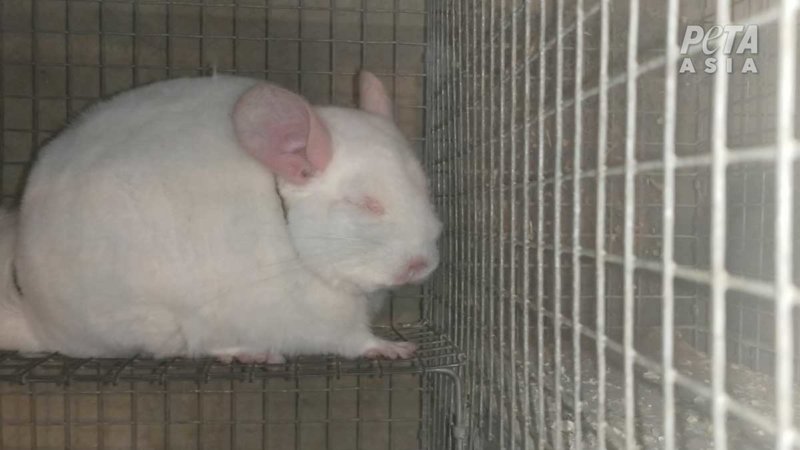 Chinchilla in cage