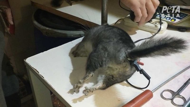 A Chinchilla Screams in Agony While Being Electrocuted