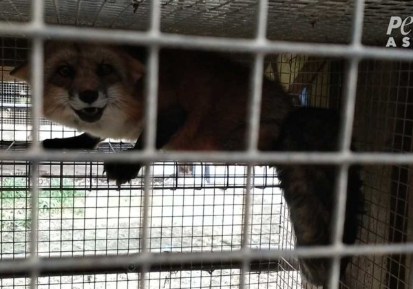 PETA Exposes Fur Farm Horrors: Screaming Chinchillas, Decapitated Rabbits