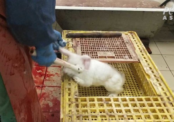 Workers Bludgeon and Behead Rabbits While They're Still Alive