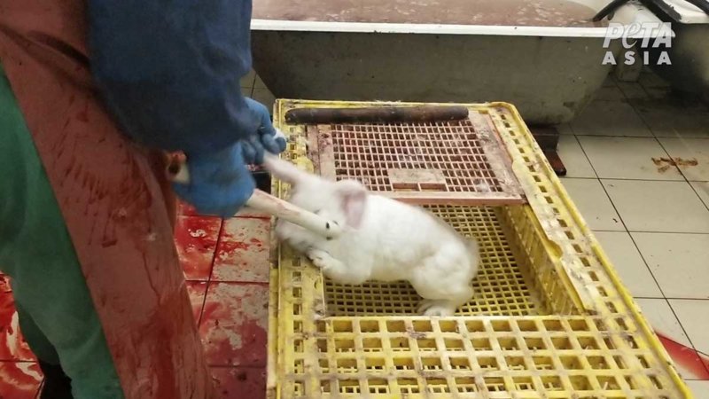 Workers Bludgeon and Behead Rabbits While They're Still Alive 