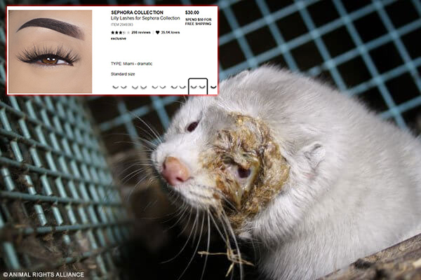 Take Action: Ask Sephora to Stop Selling Mink-Fur Lashes