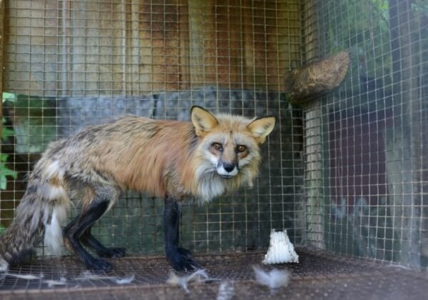 Fox on fur farm
