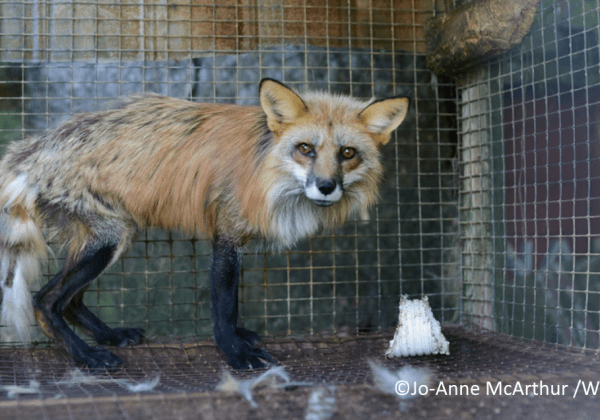 This Australian Designer STILL Sells Fur! Take Action Now!