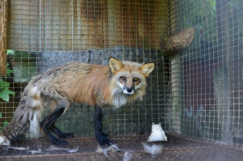 Fox on fur farm