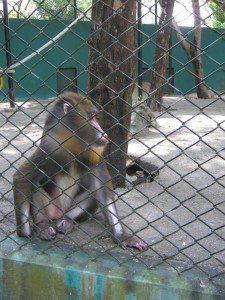 Monkey in zoo