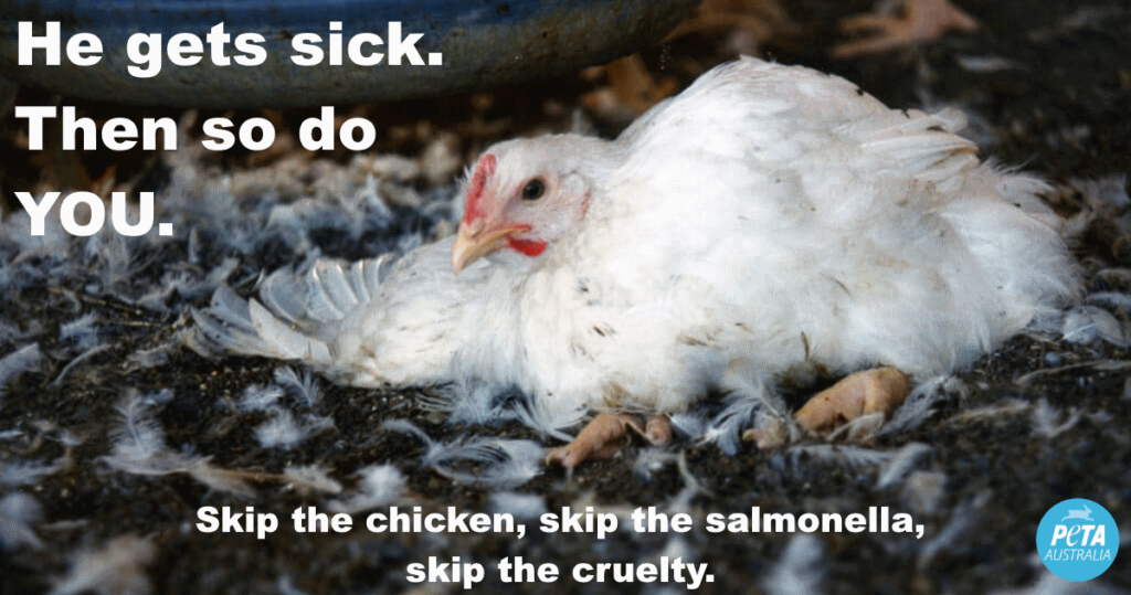 Salmonella Box Village Bakery Sylvania NSW - Chicken