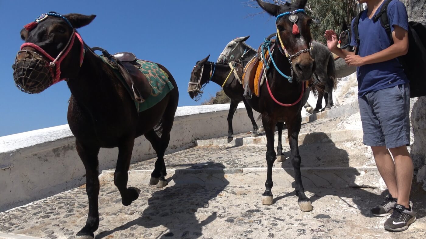 Donkeys and Mules abused on Santorini