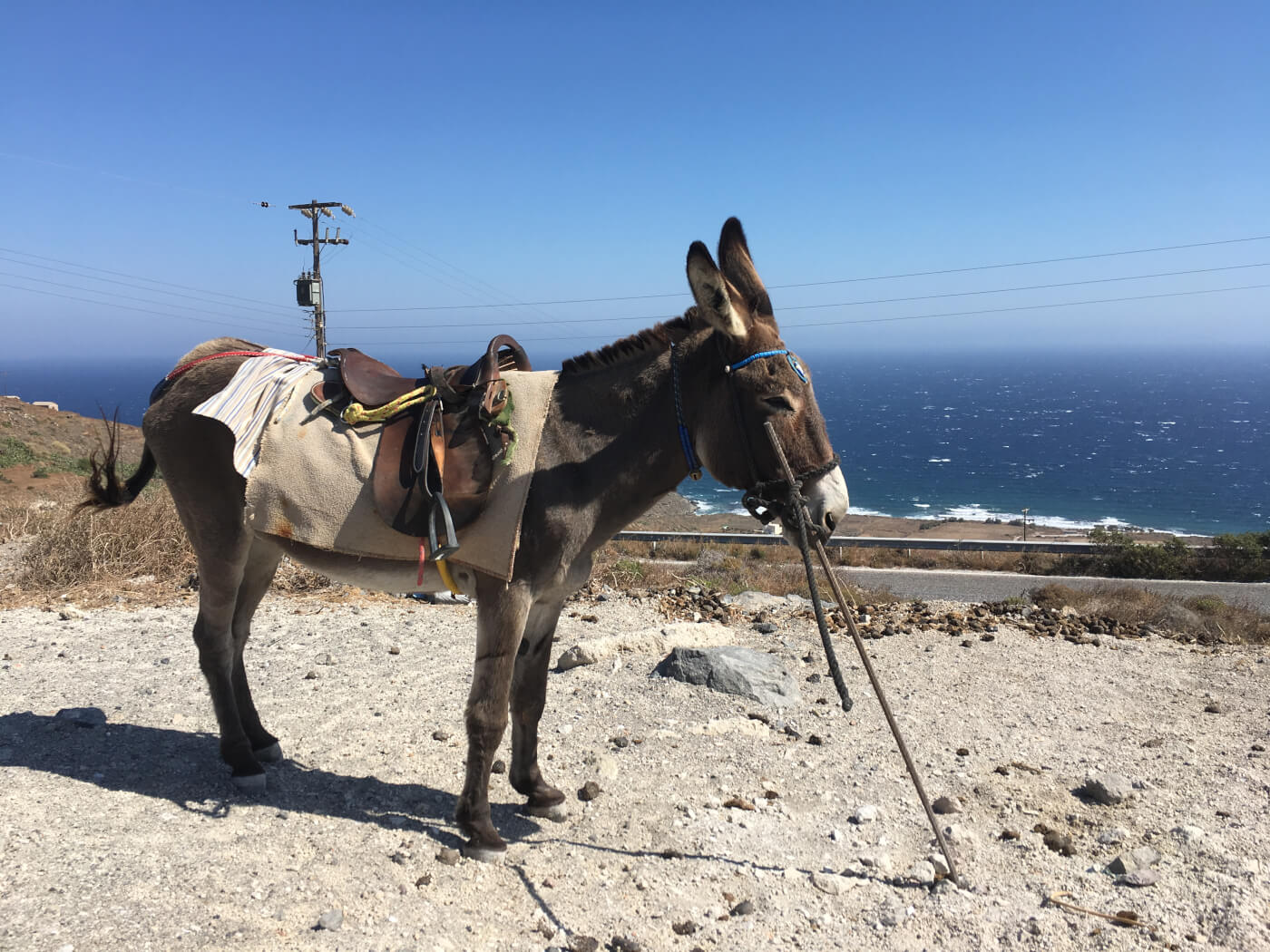 Donkeys and mules are forced to wait in the hot sun at Santorini.