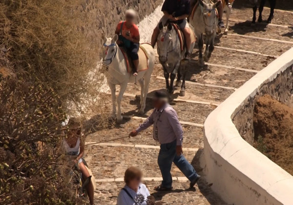 Suffering of Donkeys and Mules on Santorini Continues – Help Them Now!