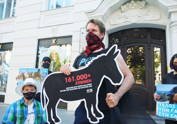 Petition Hand-In: More Than 161,000 People Demand Greek Government Stop the Abuse of Donkeys on Santorini