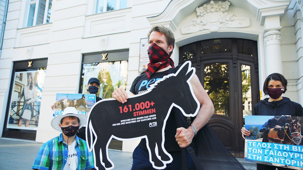 Petition Hand-In: More Than 161,000 People Demand Greek Government Stop the Abuse of Donkeys on Santorini