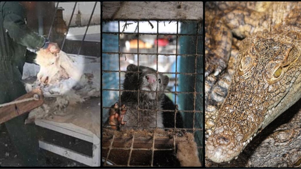 Left to right: PETA's alpaca wool exposé, minks used for fur, and crocodiles used for their skin.