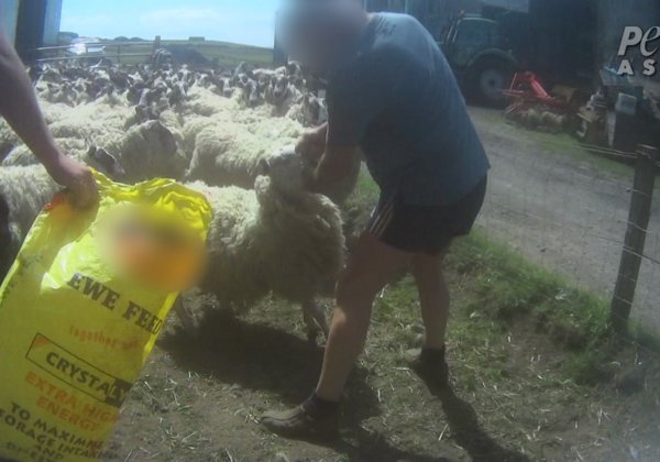 Scottish Sheep Farmer Pleads Guilty After Being Filmed Punching Sheep in the Face