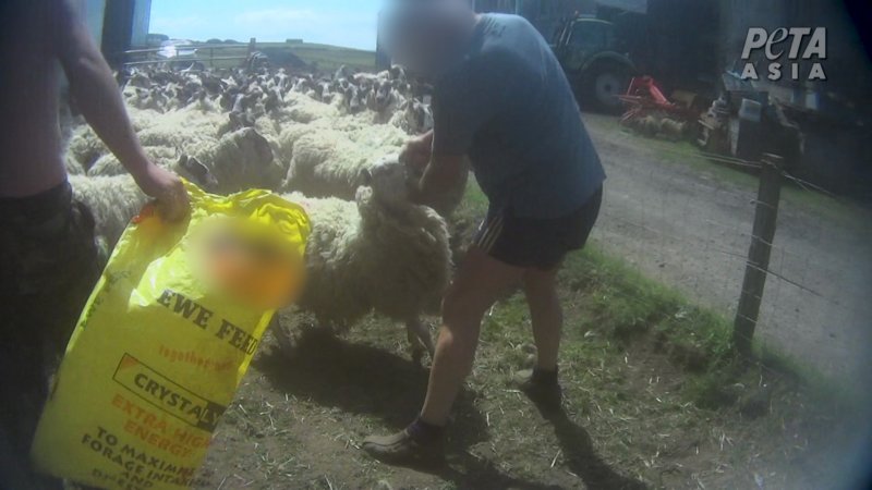 For the first time ever, a Scottish wool farmer has pleaded guilty after being caught engaged in acts of flagrant cruelty to sheep following PETA Asia’s investigation, exposing Scotland's wool industry. 