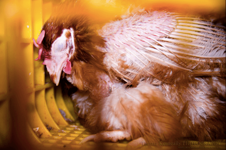 Feet Torn Off and Then Boiled Alive: Australia’s Free-Range Cruelty Sham