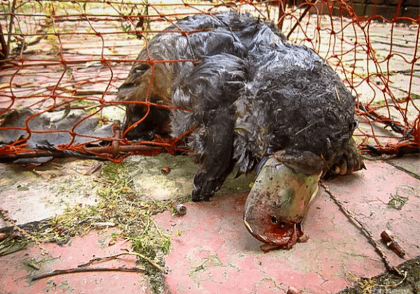 A platypus ensnared in a fishing net