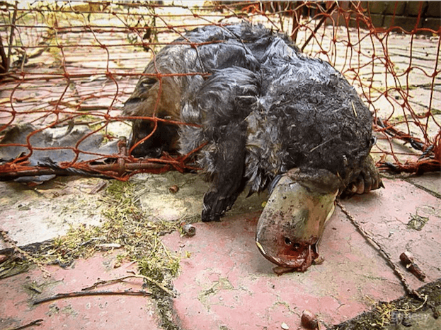 A platypus ensnared in a fishing net