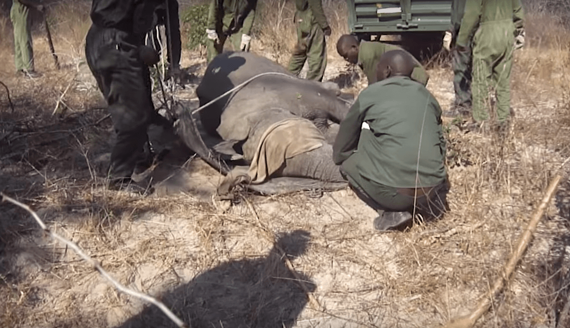 Zimbabwe’s Baby Elephants Stolen for Captivity