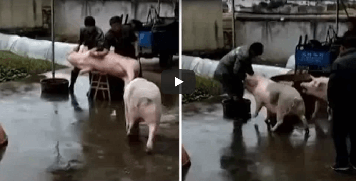 Video Shows How Far Pigs Will Go to Protect Their Friends From Death