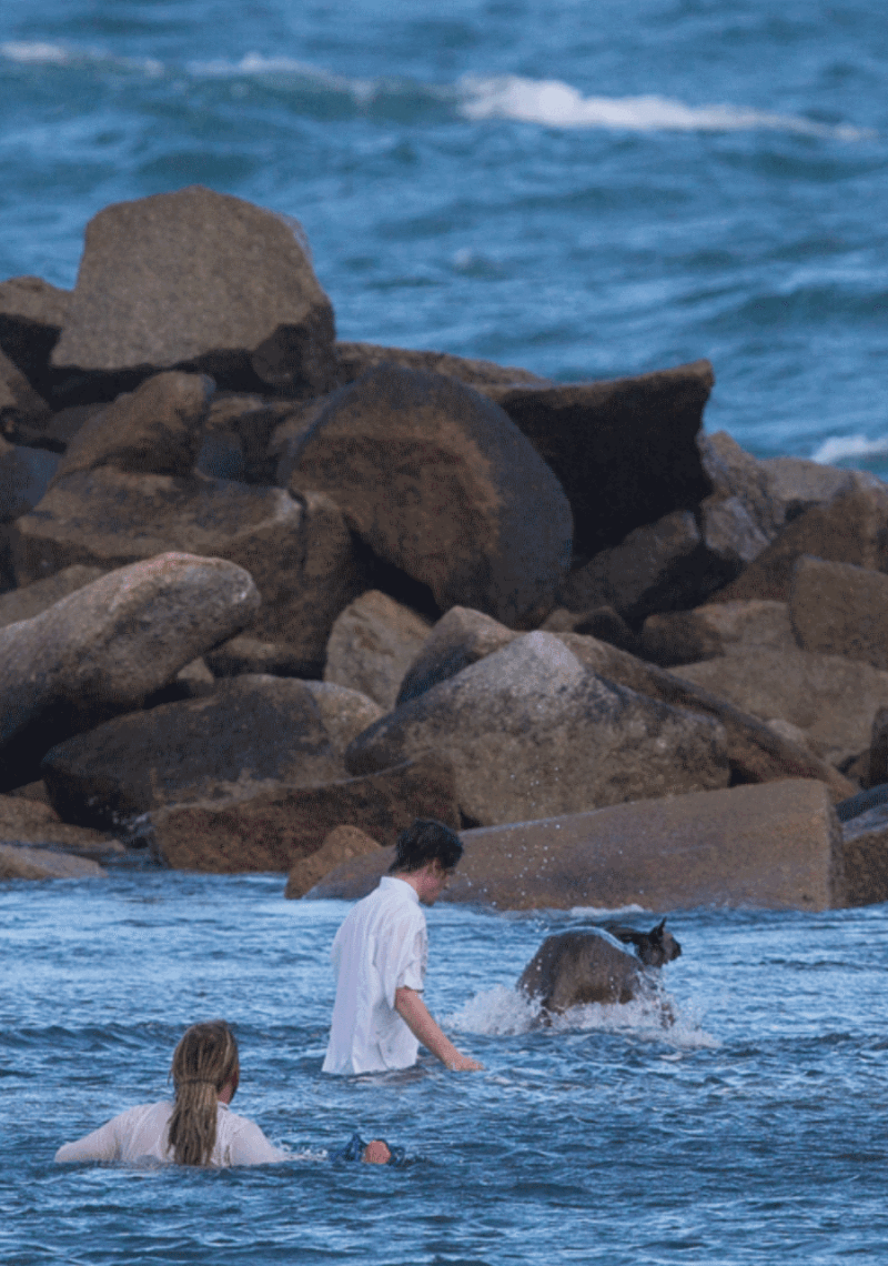 Men save drowning kangaroo