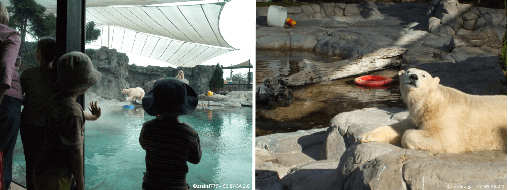 Sea World Gold Coast Polar Bears