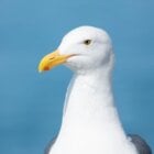 Seagull