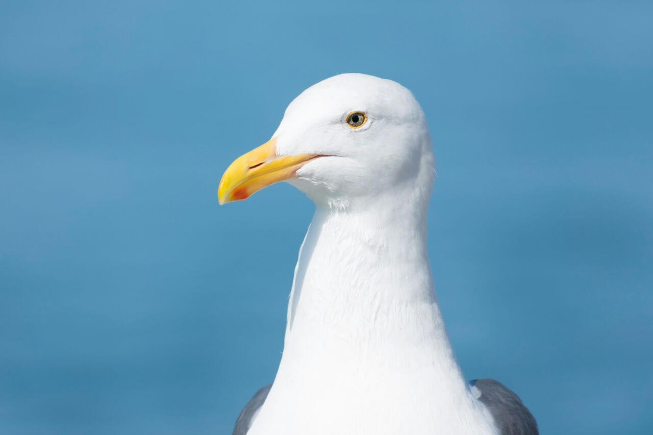 Seagull