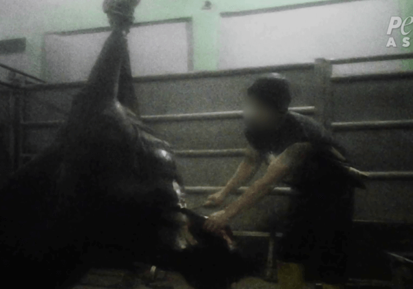 Australian Live Export: Animals Thrash on Floor, Bleeding Out