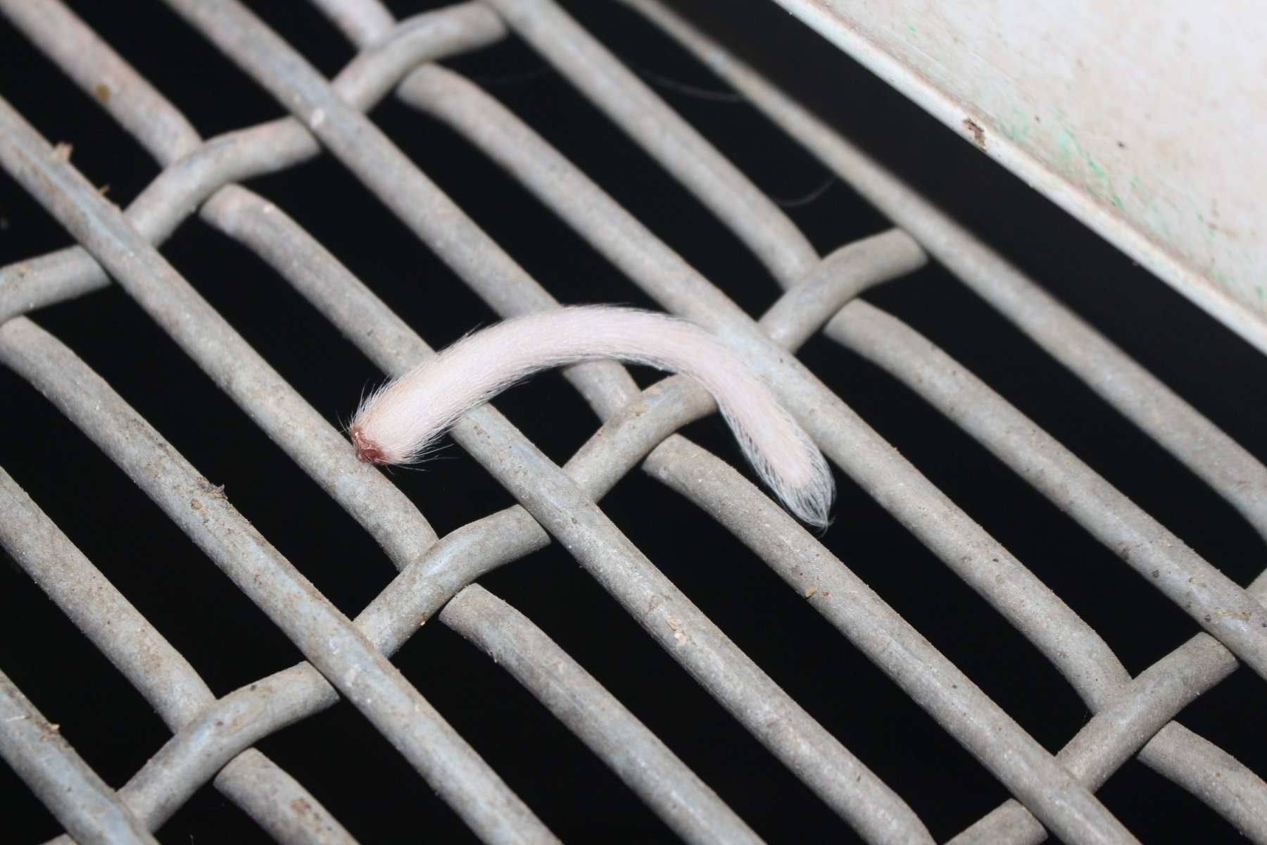 Severed piglet tail at Wonga Piggery.