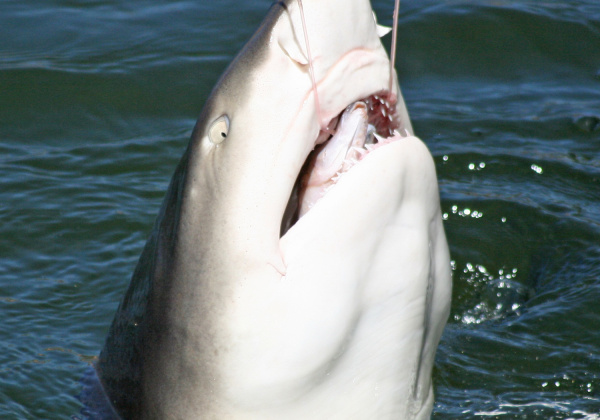 Western Australia’s Shameful Shark Slaughter