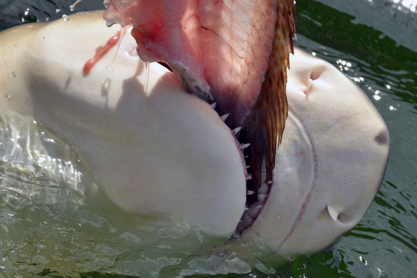 VIDEO: Woman Learns the Hard Way—Don’t Hand-Feed Sharks