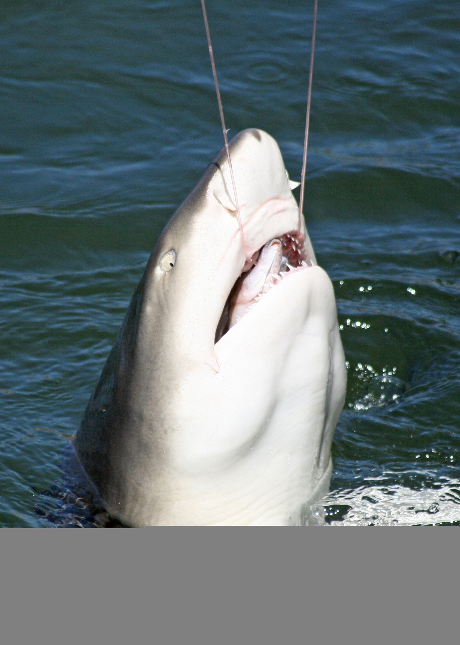 Western Australia’s Shameful Shark Slaughter