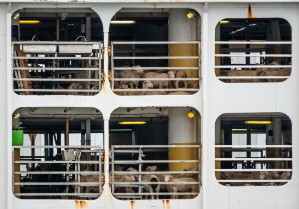 Animals Remain Trapped as Harrowing Live-Export Ordeal Continues