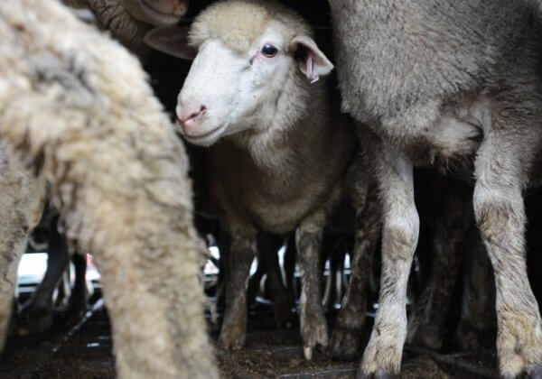 Sheep in transport