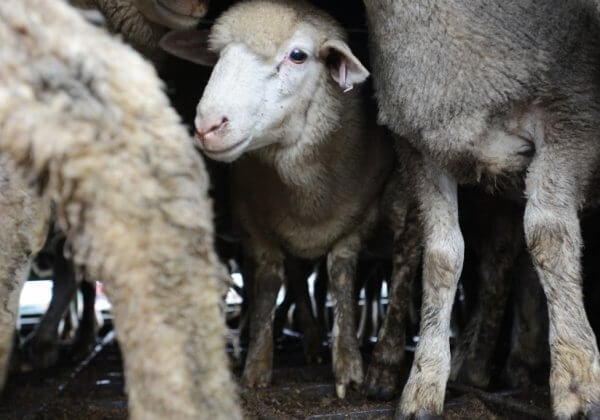 The Truth About Sheep Used For Food